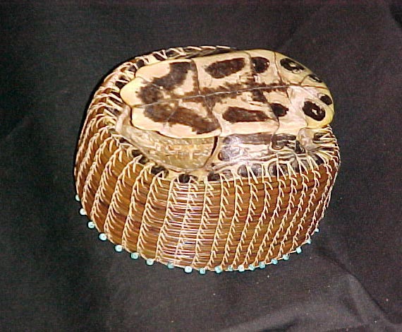 Turtle Shell